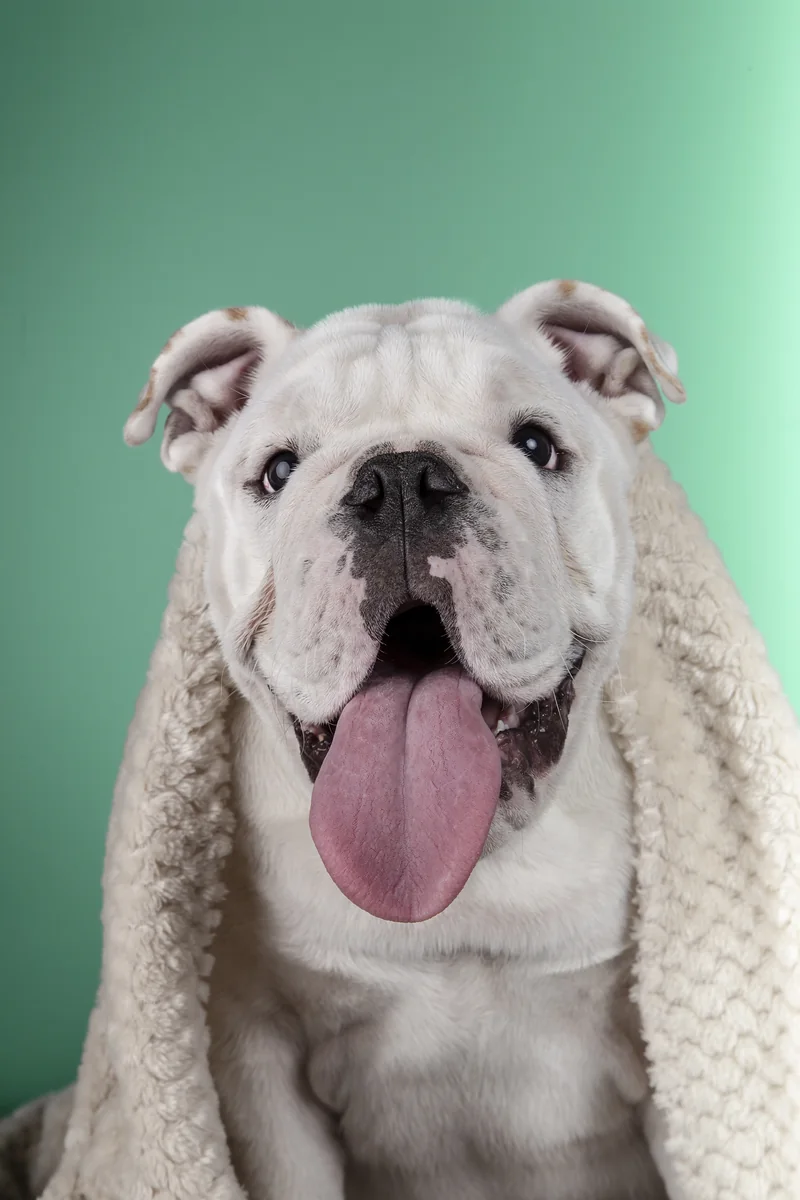 Bulldog envuelto en una manta después de su baño