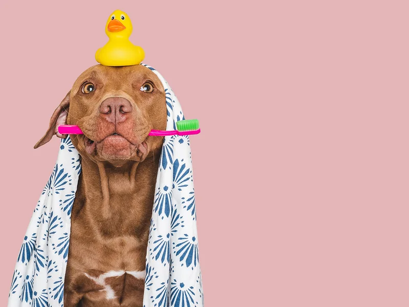 Perro con toalla, cepillo de dientes y patito de hule listo para su baño