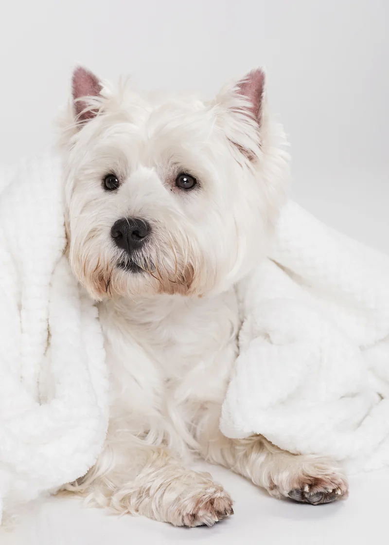 Westie envuelto en una toalla blanca después del baño