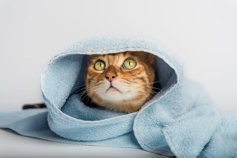 Gato atigrado envuelto en una toalla azul después del baño
