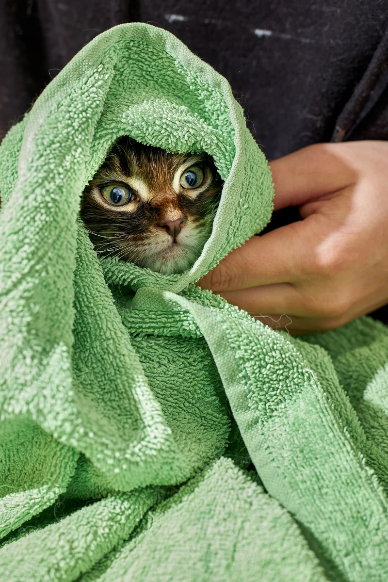 Gato envuelto en una toalla verde después de su baño