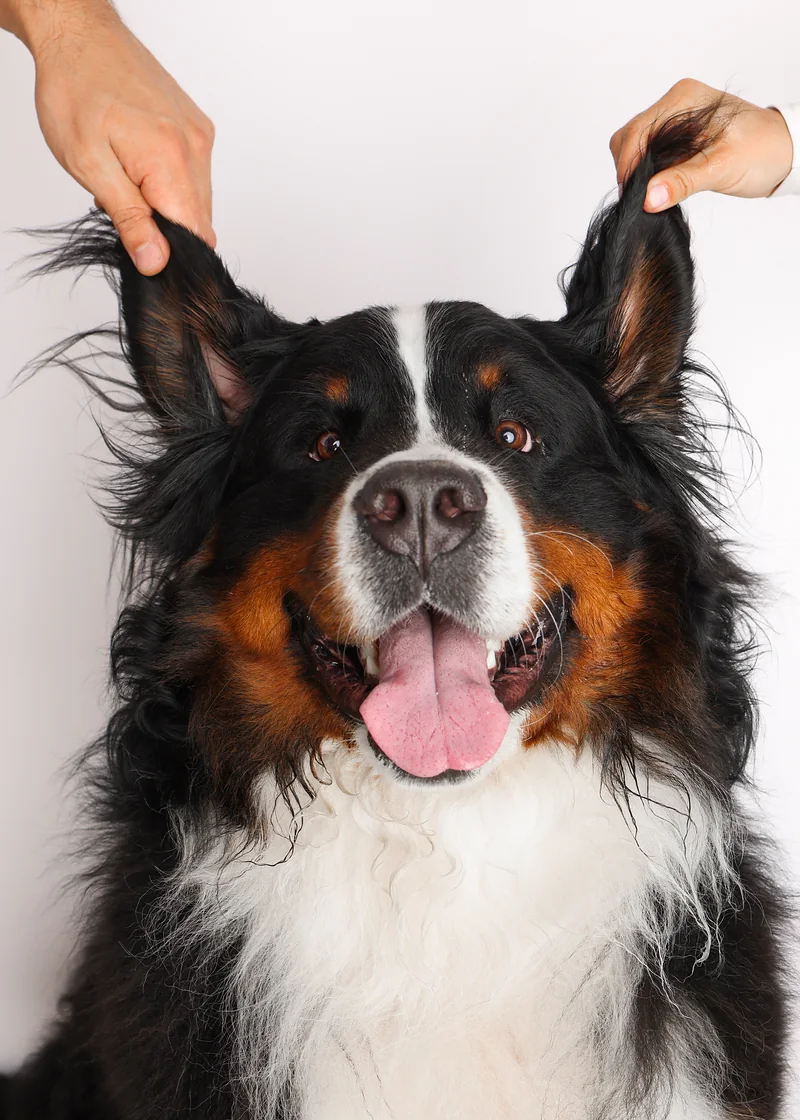 Perro boyero de Berna con las orejas levantadas, listo para su grooming