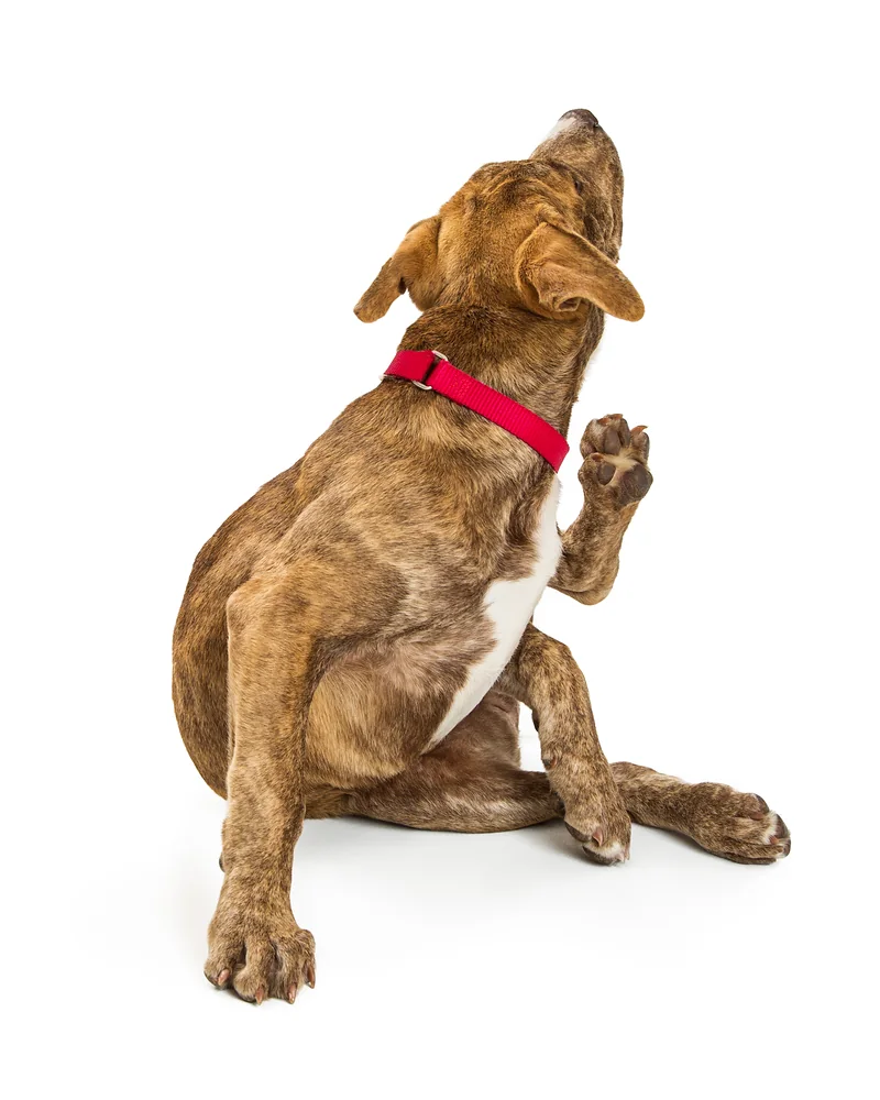 Perro rascándose, una señal de que necesita grooming