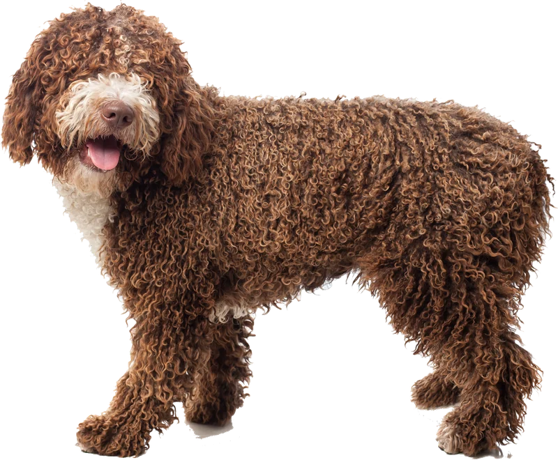 Perro de pelo rizado y largo que necesita una sesión de grooming