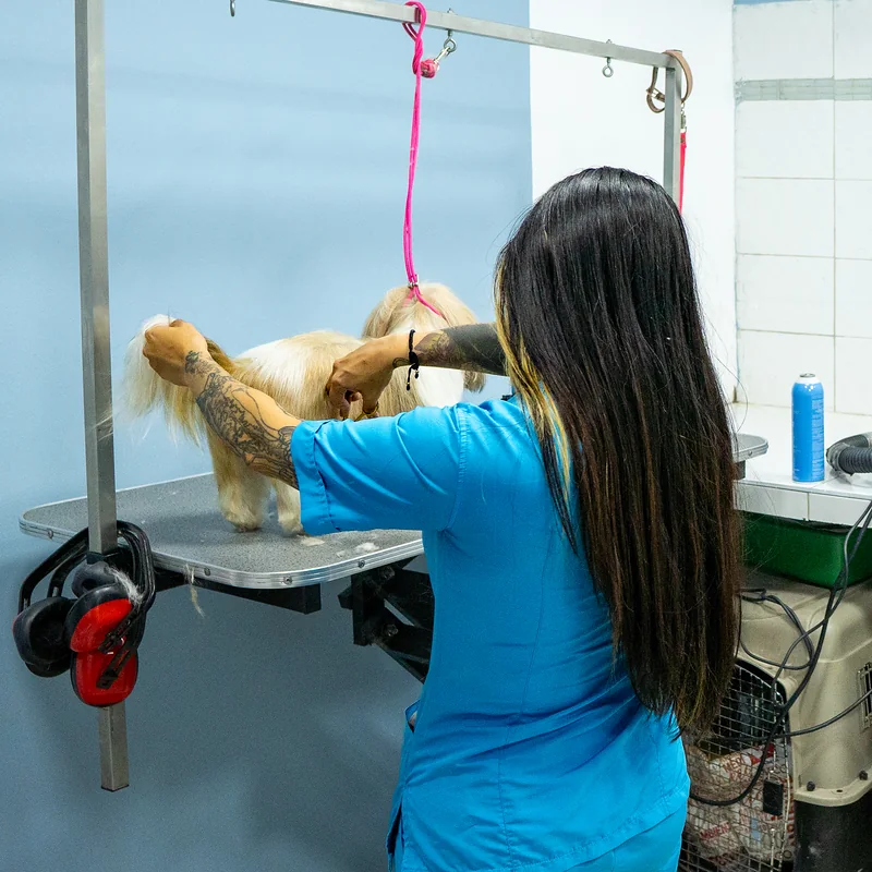 Groomer de Guau Station Chapinero Alto peinando a un shih tzu
