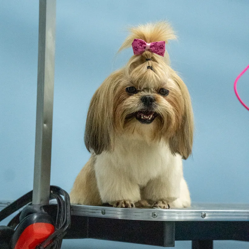 Shih tzu con moño rosado después de su grooming en Guau Station Chapinero Alto