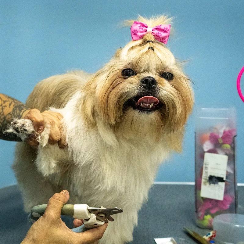 Corte de uñas a un shih tzu con moño en Chapinero Alto
