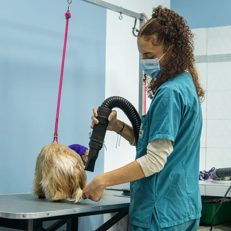 Verónica, auxiliar de grooming de Guau Station Chapinero Alto, secando a un shih tzu