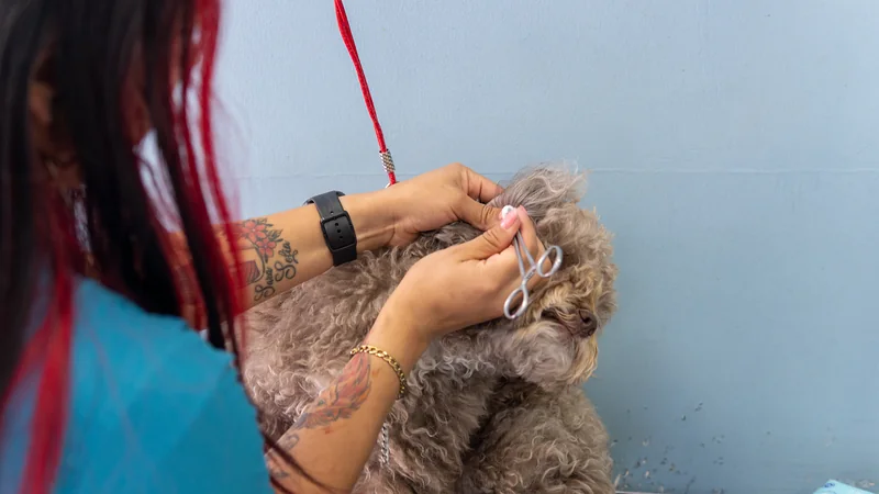 Groomer revisando con calma los ojos y el pelo del poodle antes del baño