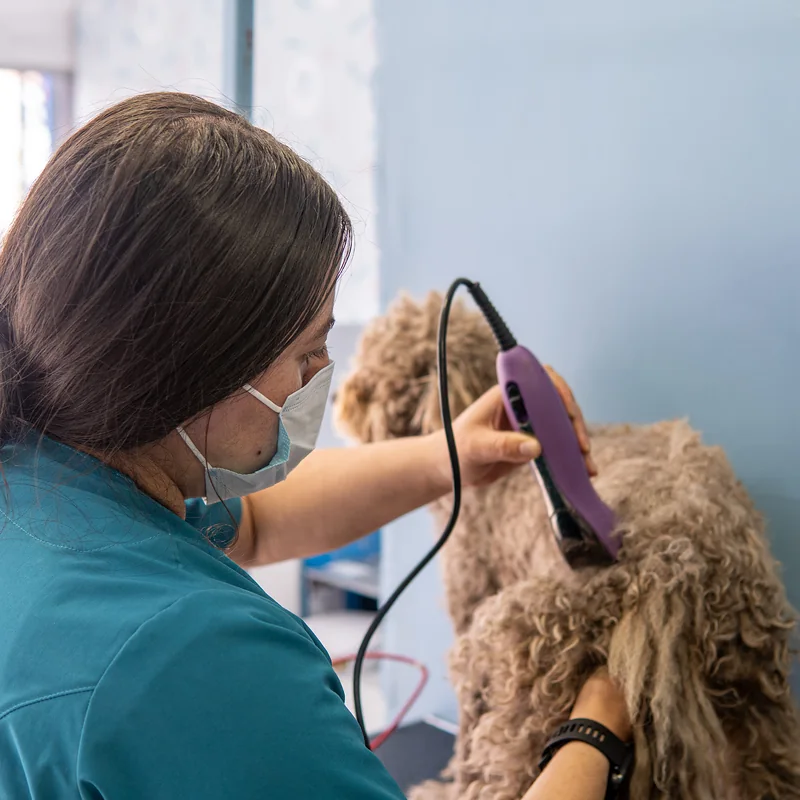 Adriana, groomer de Guau Station Santa Bárbara, cortando el pelo a un perro