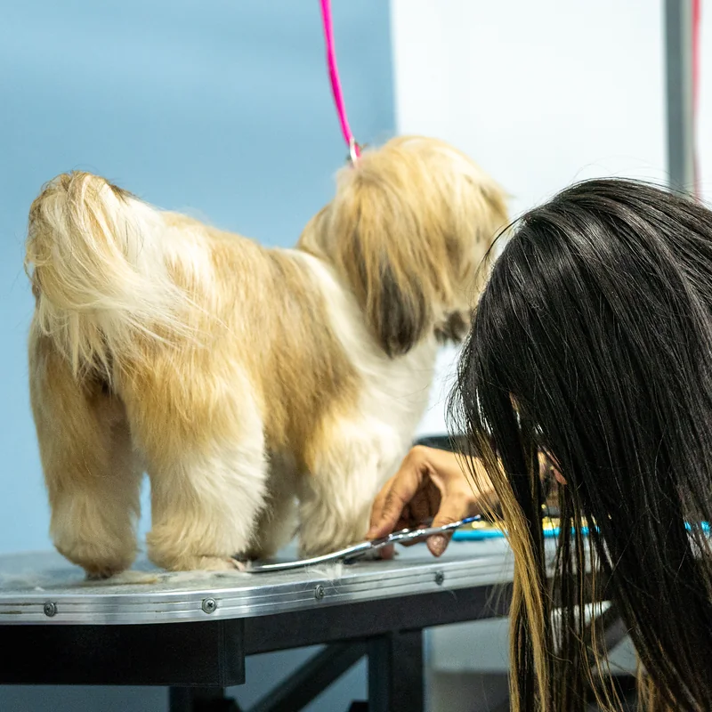 Groomer de Guau Station peinando a un shih tzu en la mesa de grooming