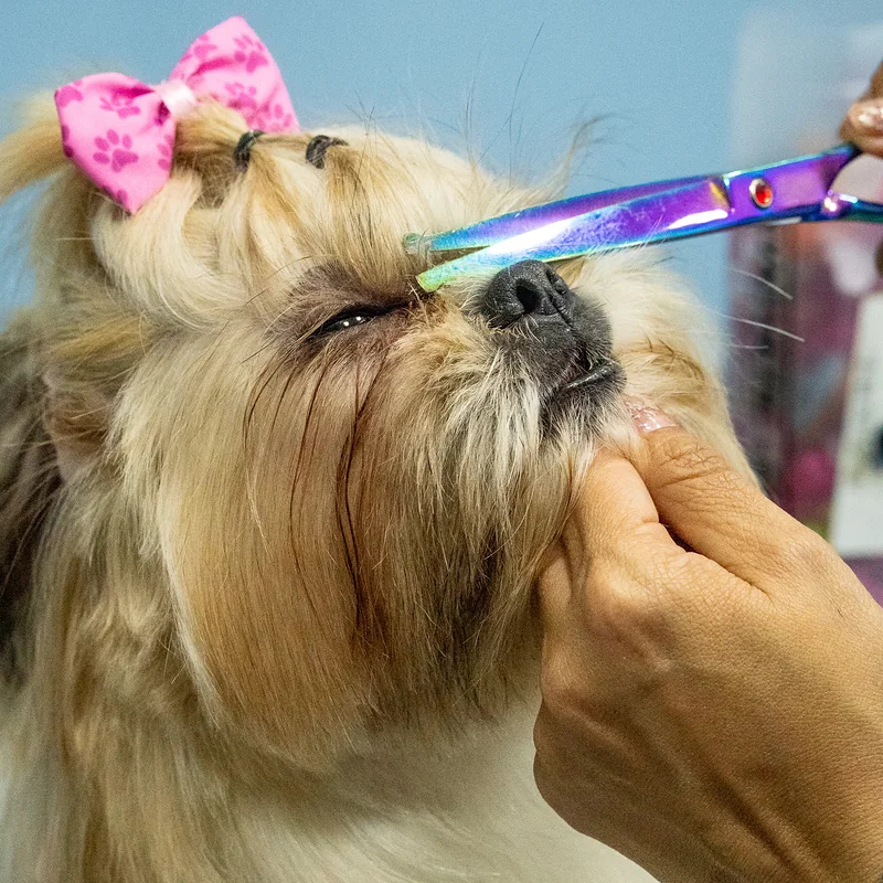 Shih tzu con moño rosado durante su corte con tijera