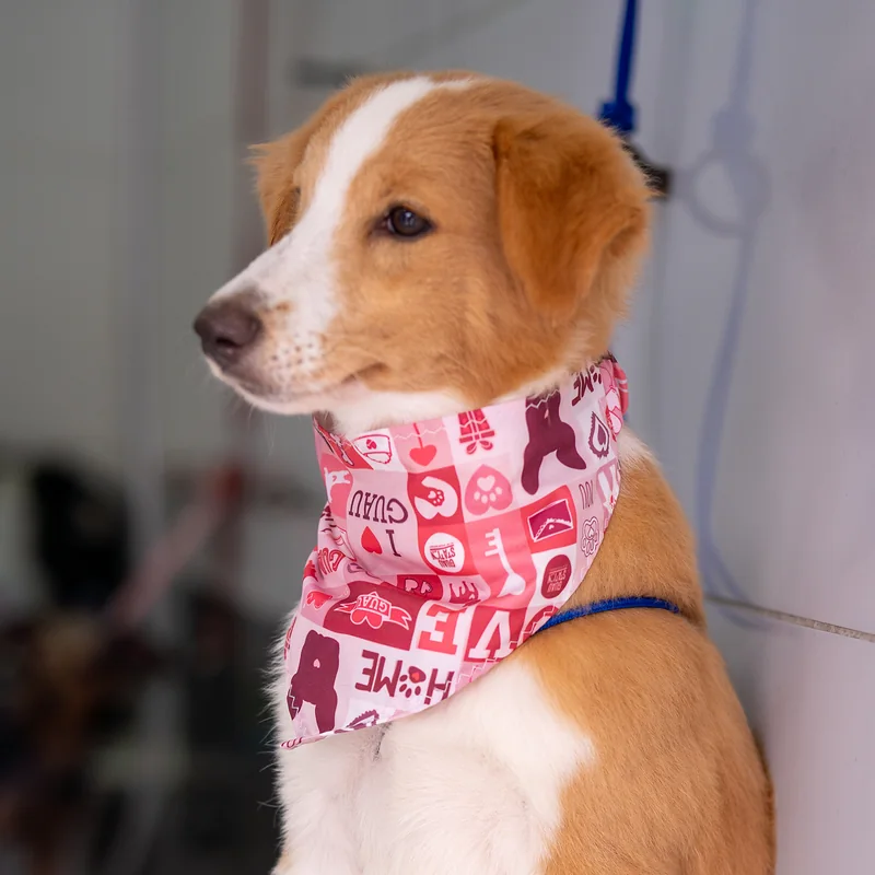 Cachorro con pañoleta Guau Station, miembro de la membresía GUAU