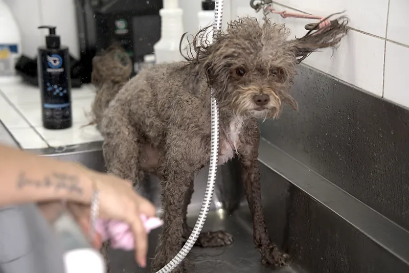 Perro sacudiéndose el agua durante el baño