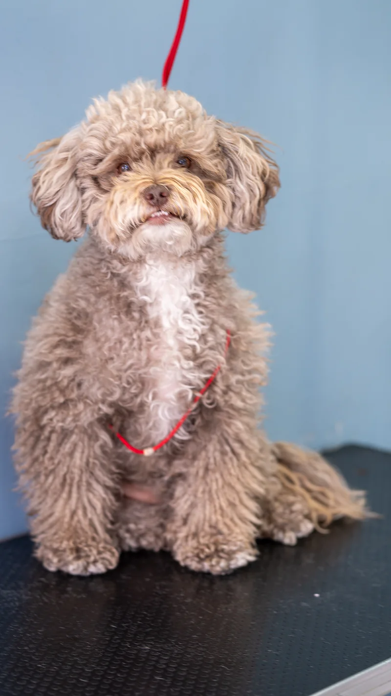 Poodle con el pelo largo y rizado sentado en la mesa antes de su sesión de grooming