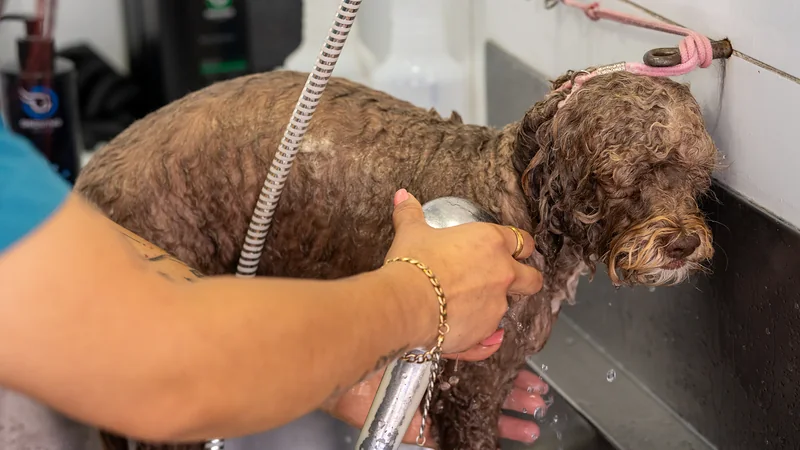 Poodle mojado recibiendo un baño con agua tibia en la sede Santa Bárbara
