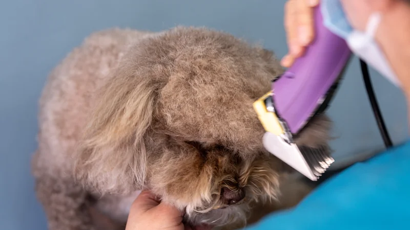 Groomer dando forma al pelo del poodle con máquina profesional
