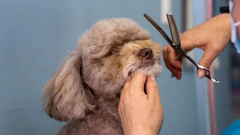 Retoque con tijera alrededor de la cara del poodle
