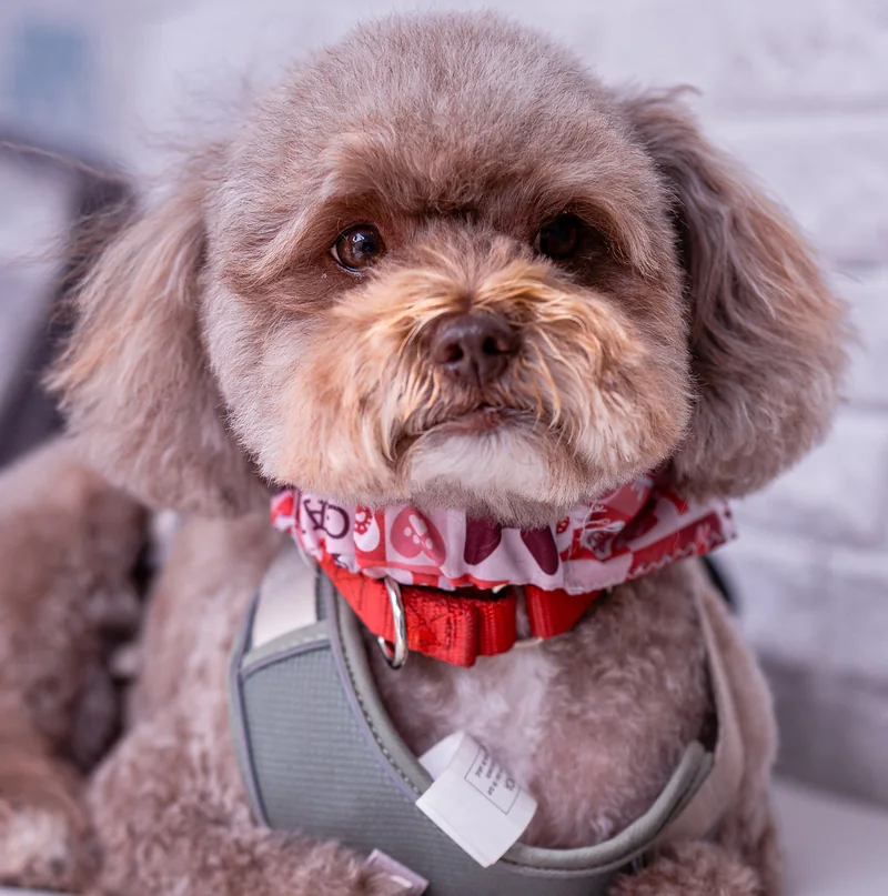 Poodle feliz con pañoleta y arnés después de su grooming en Usaquén