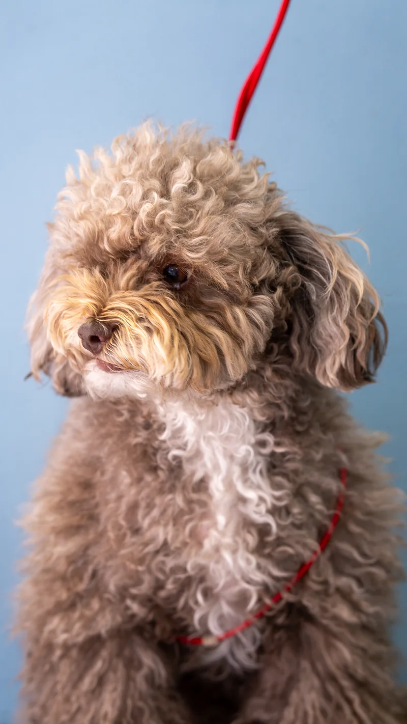 Poodle recién llegado a la sede Santa Bárbara, con el pelo largo y rizado