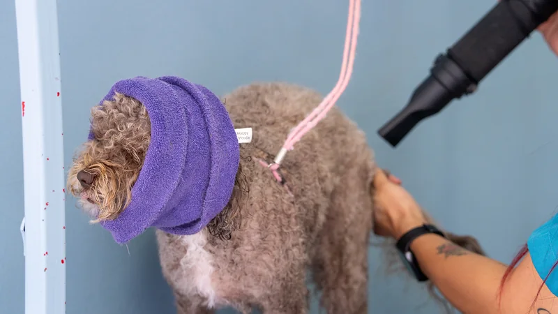 Poodle con un gorro morado que protege sus orejas durante el secado