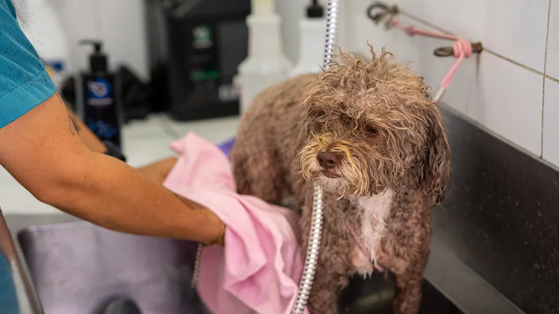 Poodle mojado secándose con una toalla rosada después del baño