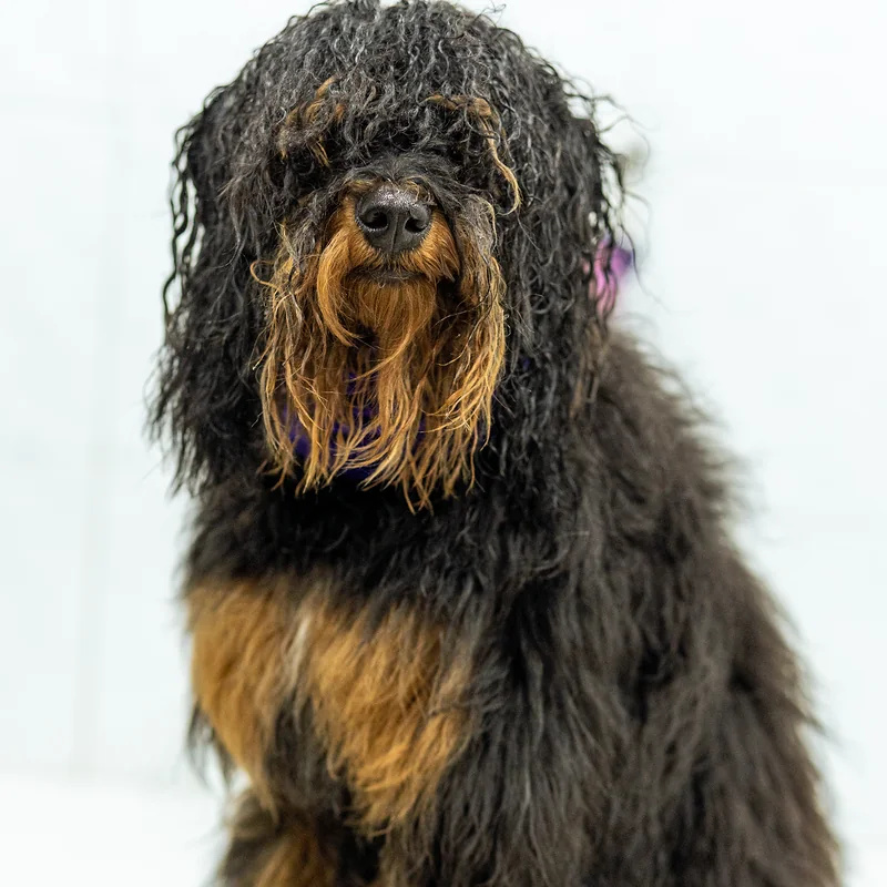 Perro de pelo largo negro y fuego en el spa Guau Station