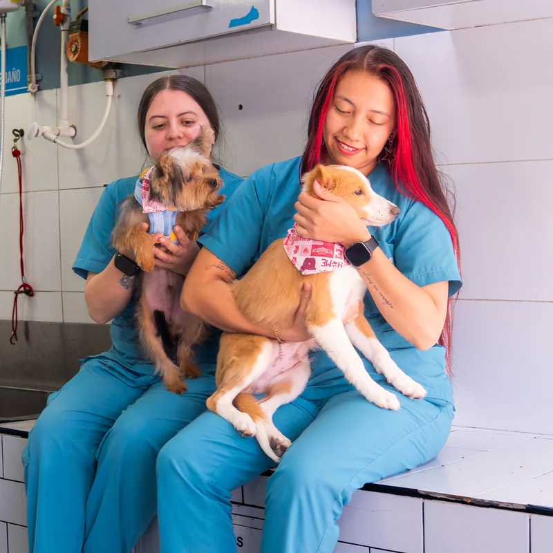 Groomers de Guau Station con un yorkie y un cachorro, listas para atenderte en Usaquén y Chapinero