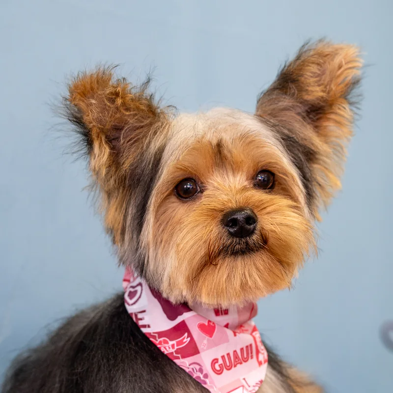Yorkie con pañoleta Guau después de su grooming
