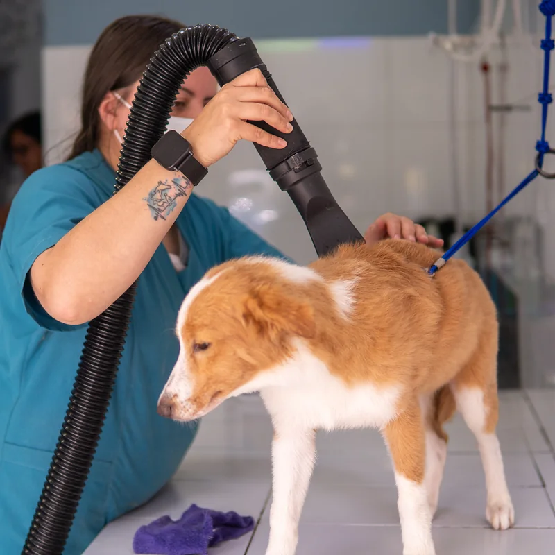 Groomer secando a un cachorro con secador profesional en la sede Santa Bárbara