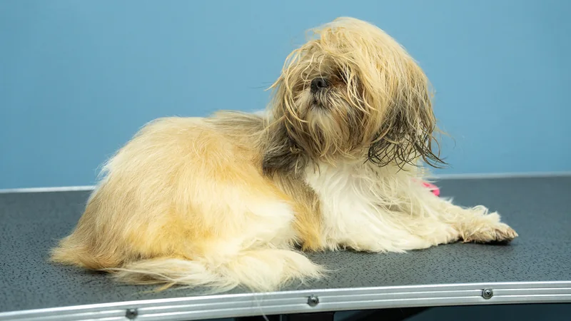 Shih tzu con el pelo largo y alborotado antes de su sesión de grooming