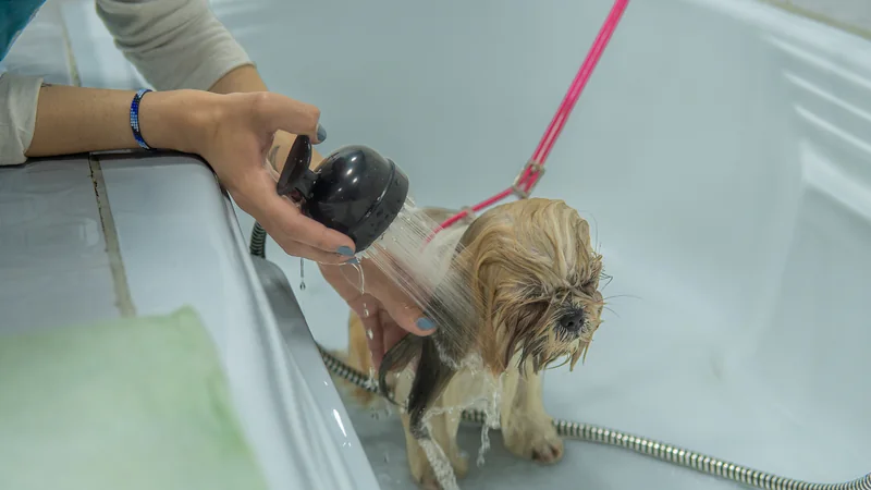 Groomer bañando con agua tibia a una shih tzu en Chapinero Alto
