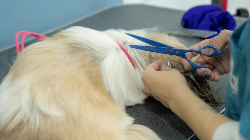 Corte con tijera del pelo de una shih tzu en Chapinero Alto