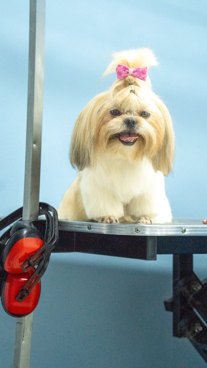 La misma shih tzu después del grooming en Guau Station Chapinero Alto, con moño rosado y el pelo peinado