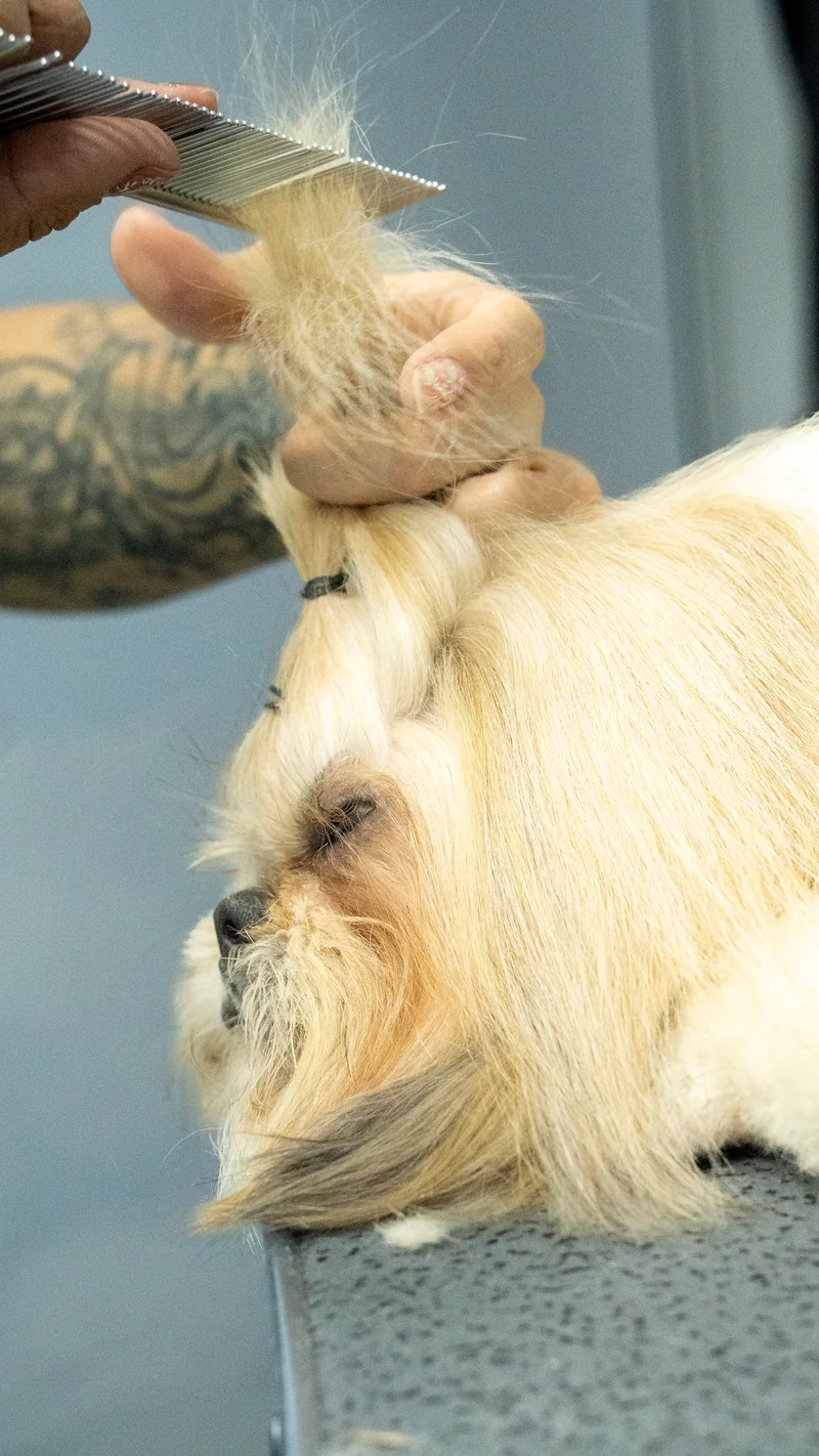 Groomer peinando el copete de una shih tzu para hacerle el moño