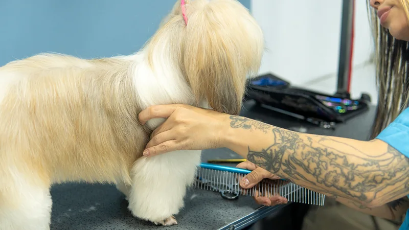 Groomer peinando el pelo largo de una shih tzu sobre la mesa