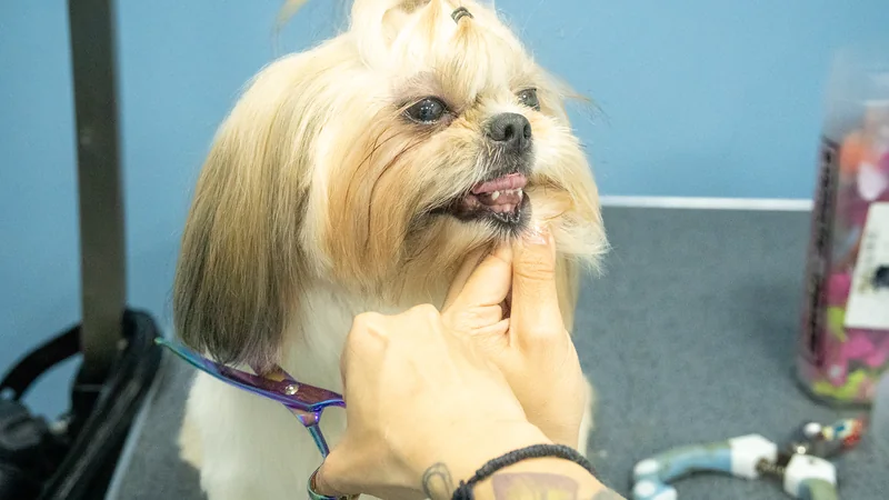 Retoque del pelo de la cara de una shih tzu con moño