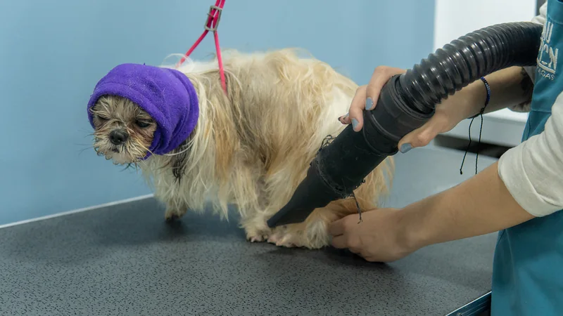 Shih tzu con gorro morado durante el secado con secador profesional