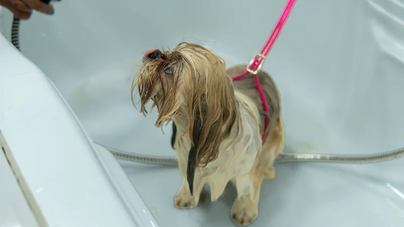 Shih tzu mojada dentro de la tina antes del baño