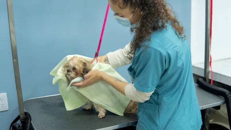 Shih tzu envuelta en una toalla verde en brazos de su groomer