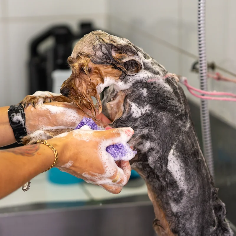 Groomer bañando con espuma a un perro en el spa canino Guau Station
