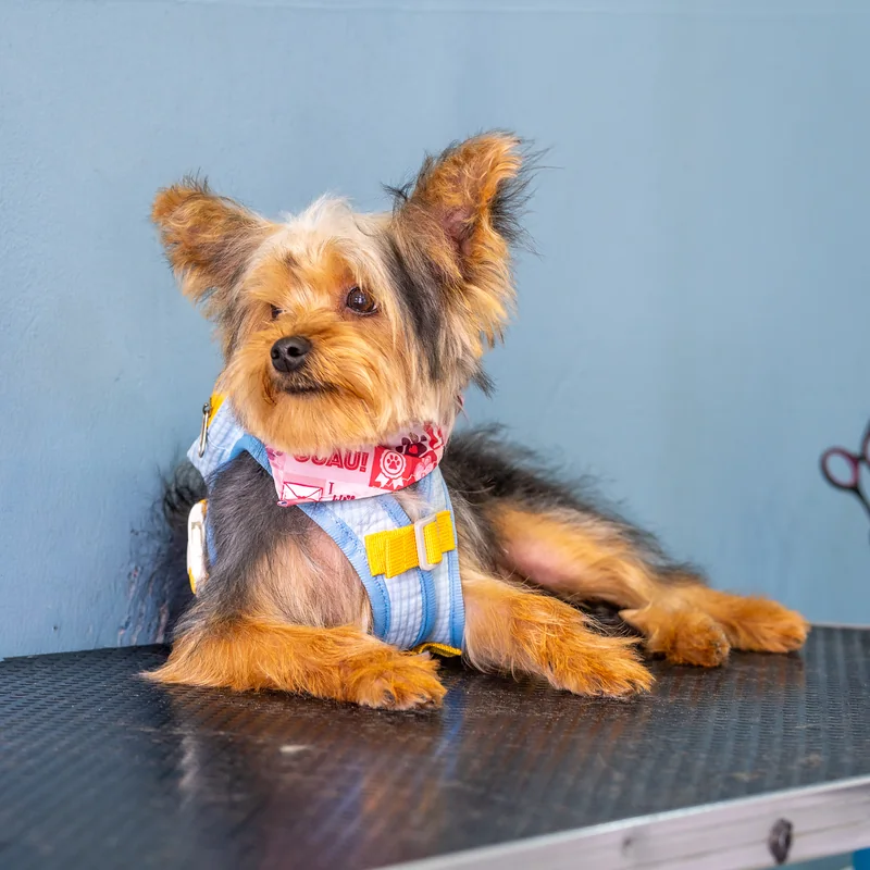 Yorkie recién arreglado con pañoleta y chaleco en Guau Station, spa para mascotas en Bogotá